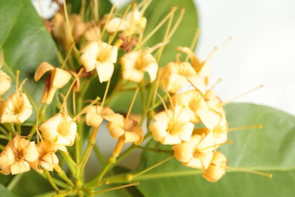 タイ北東部の乾季に咲く野生の花は ナコンファノム州の花です 美しい黄色の天望花を咲かせます ファグラの香りがする — ストック写真