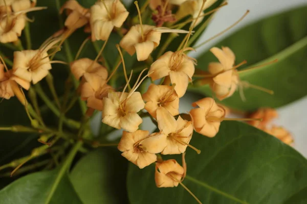 Flores Selvagens Que Florescem Estação Seca Parte Nordeste Tailândia São — Fotografia de Stock