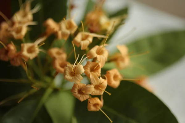 Fiori Selvatici Che Fioriscono Nella Stagione Secca Della Parte Nord — Foto Stock