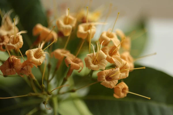 Flores Selvagens Que Florescem Estação Seca Parte Nordeste Tailândia São — Fotografia de Stock