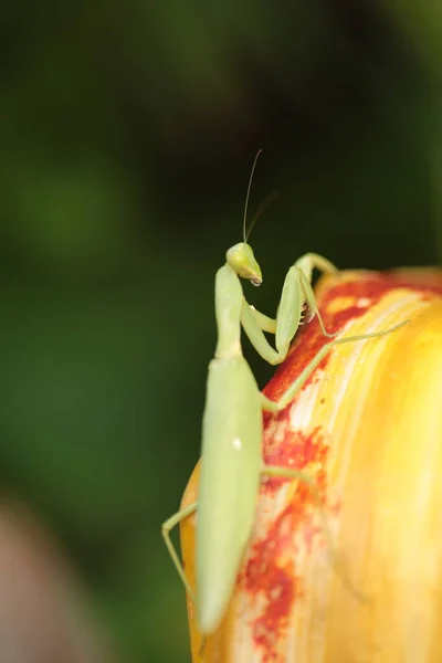 Mantis Vive Flor Asia Tailandia — Foto de Stock