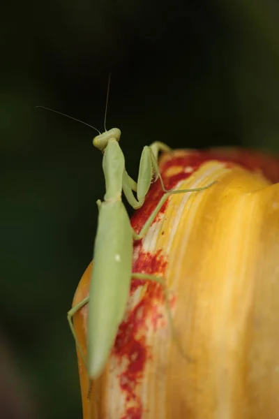 Mantis Vive Fiori Asia Thailandia — Foto Stock