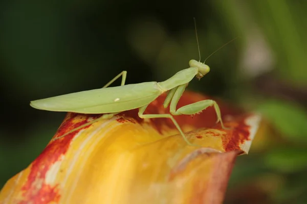 Mantis Vive Fiori Asia Thailandia — Foto Stock