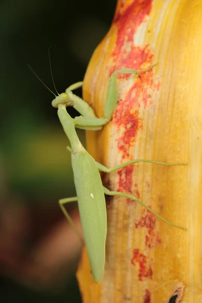 Mantis Vive Fiori Asia Thailandia — Foto Stock