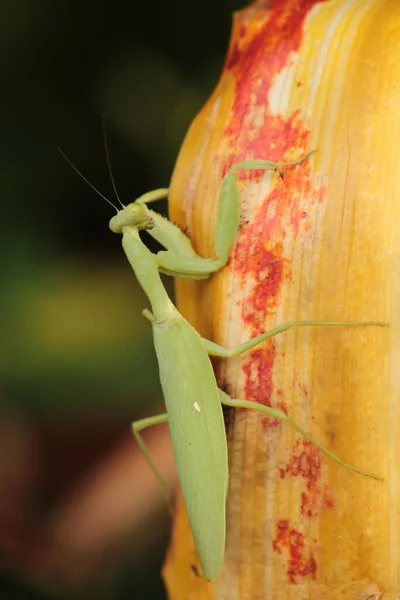 Mantis Vive Fiori Asia Thailandia — Foto Stock