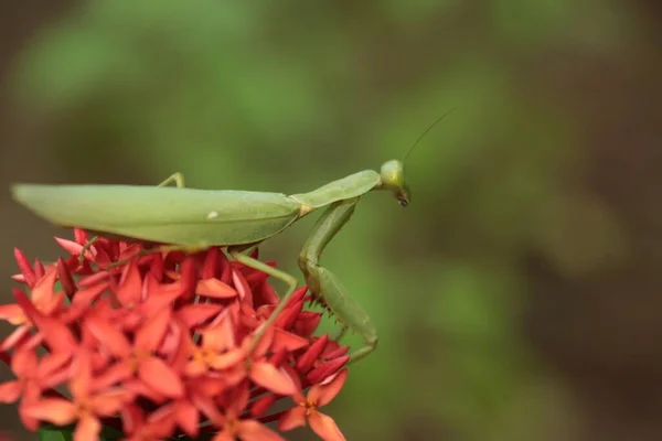 Mantis Vive Flor Ásia Tailândia — Fotografia de Stock