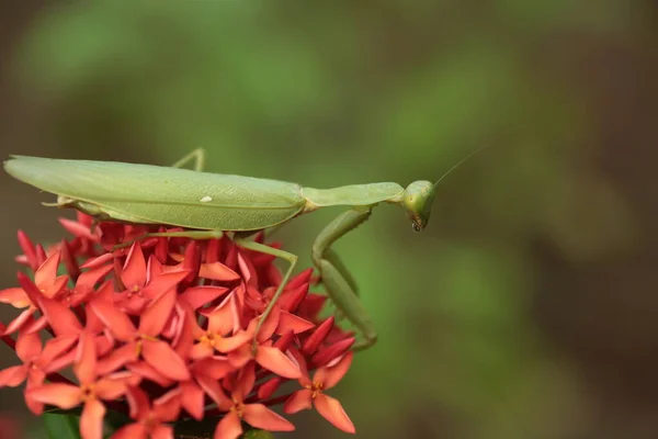 Mantis Vit Sur Fleur Asie Thaïlande — Photo