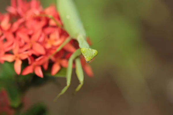 Mantis Vive Flor Asia Tailandia — Foto de Stock