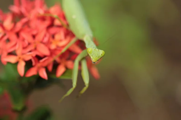 Mantis Vive Flor Asia Tailandia — Foto de Stock