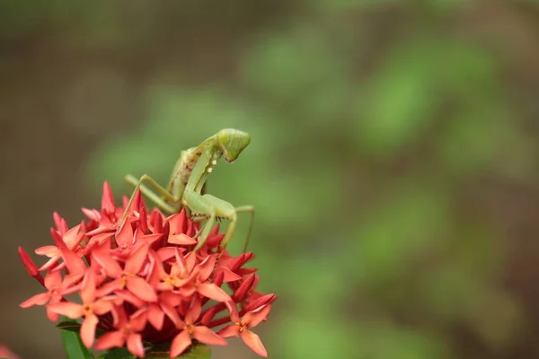 Mantis Vit Sur Fleur Asie Thaïlande — Photo