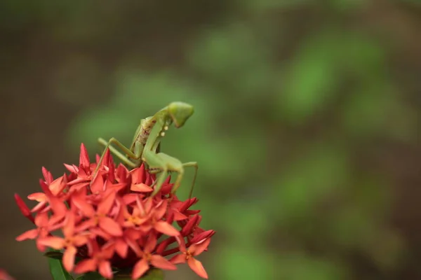 Mantis Vit Sur Fleur Asie Thaïlande — Photo