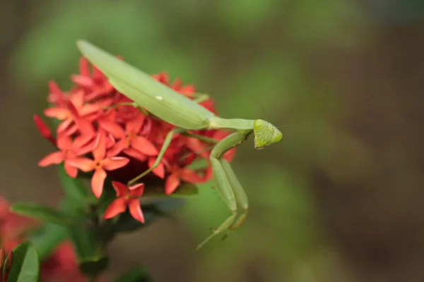 Mantis Vive Flor Asia Tailandia — Foto de Stock