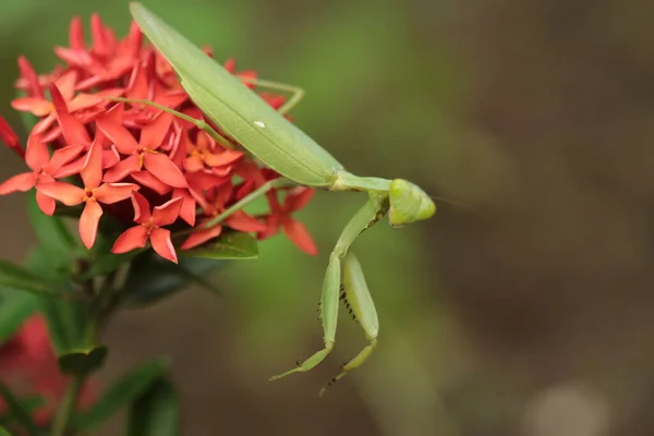 Mantis Vive Flor Asia Tailandia —  Fotos de Stock