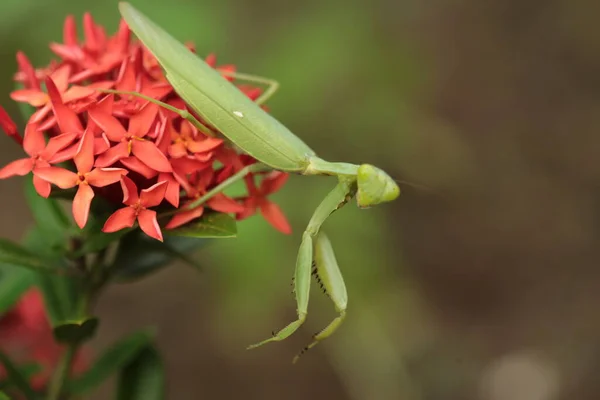 Mantis Vive Flor Asia Tailandia — Foto de Stock