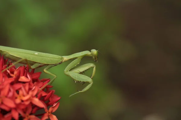 Mantis Vive Flor Asia Tailandia — Foto de Stock