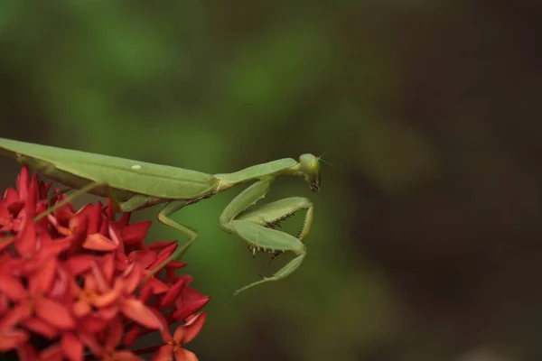 Mantis Vive Flor Asia Tailandia — Foto de Stock