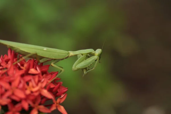 Mantis Vive Flor Asia Tailandia — Foto de Stock