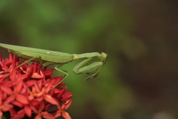 Mantis Vive Flor Asia Tailandia — Foto de Stock