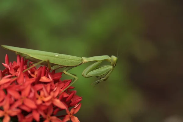 Mantis Vive Flor Ásia Tailândia — Fotografia de Stock