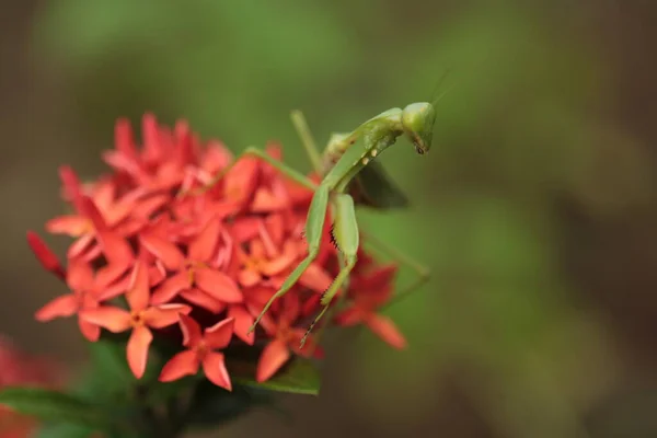 Mantis Vive Flor Asia Tailandia — Foto de Stock