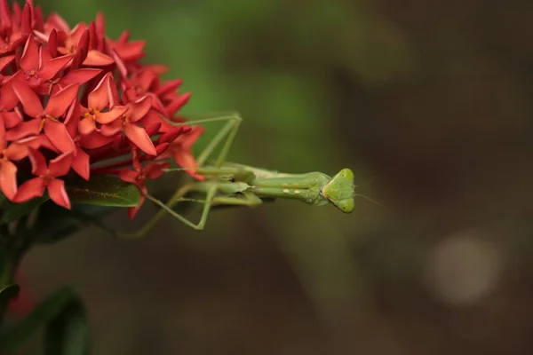 Mantis Vit Sur Fleur Asie Thaïlande — Photo
