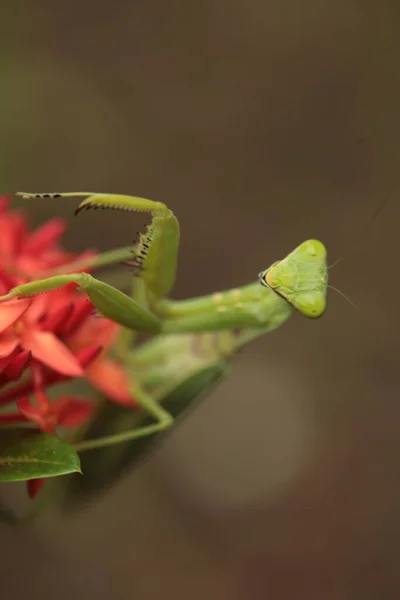 螳螂在亚洲的花丛中生存 — 图库照片