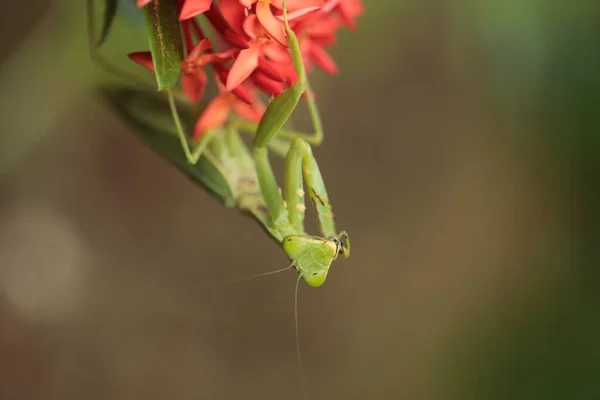 螳螂在亚洲的花丛中生存 — 图库照片