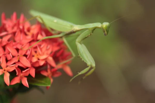Mantis Vive Flor Ásia Tailândia — Fotografia de Stock