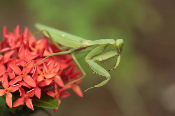 Mantis Vit Sur Fleur Asie Thaïlande — Photo