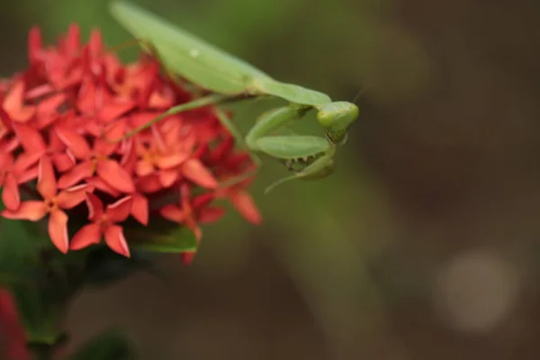 螳螂在亚洲的花丛中生存 — 图库照片