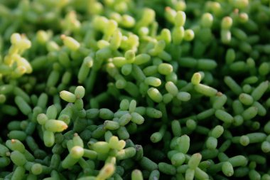 Yakın alınan bir sera içinde büyüyen kaktüsler demet.