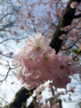 Bahar çiçek açan çiçeklenme-Almanya.