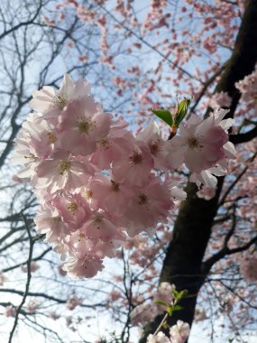 Bahar sırasında kiraz ağacında kiraz çiçeği çiçeği