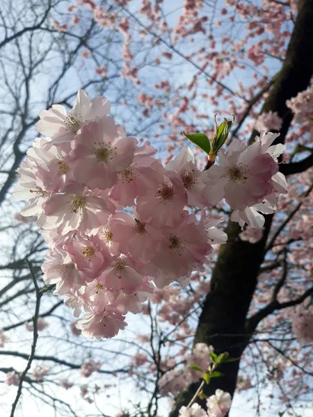 Bahar sırasında kiraz ağacında kiraz çiçeği çiçeği