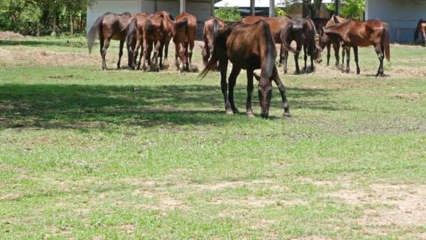 Pâturage à cheval sur une prairie verte près de la colline par une journée ensoleillée .
