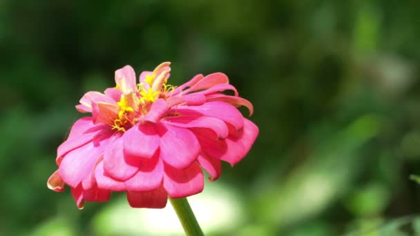 Gros Plan Plan Rose Zinnia Fleur Zinnia Violacea Cav Dans — Video