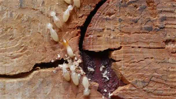 关闭射击 宏观白色蚂蚁或白蚁在分解木材 作为一个木房子的敌人 — 图库视频影像