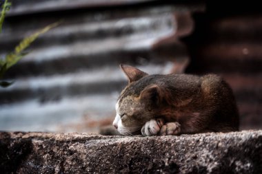 Sokak kedileri duvara yalan