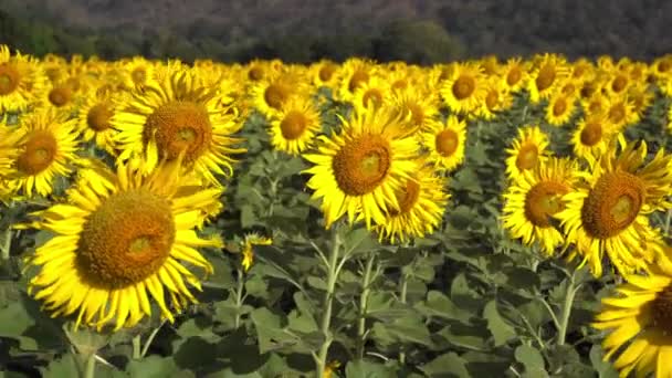 Sunflower Field Blooming Colorful — Stock Video