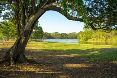 Bataklık ve ağaçlar, karanlık atmosfer ile park toplayan