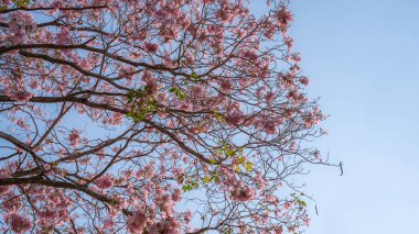 pembe çiçekler (Tabebuia rosea) dallar, arka plan görüntüsü