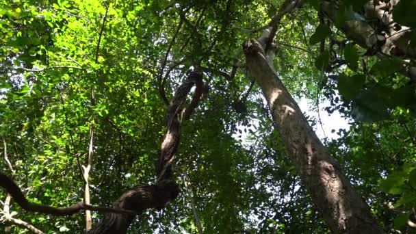 Kijk Hierboven Bomen Het Bos — Stockvideo