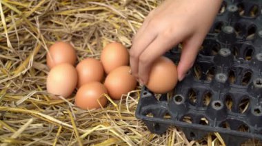 Kızın elini saman yuvadan yumurta toplama. Taşra hayatı