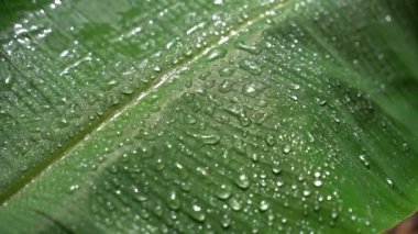 Yağmur damlası muz yaprakları ile