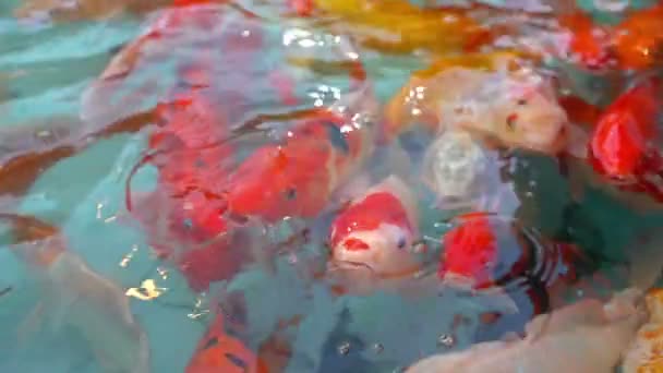 Slow Motion Koi Pond Opening Mouth Bait — Stock Video