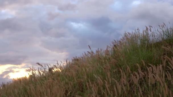 Ralenti Fleurs Herbe Soufflées Par Vent Par Temps Nuageux — Video