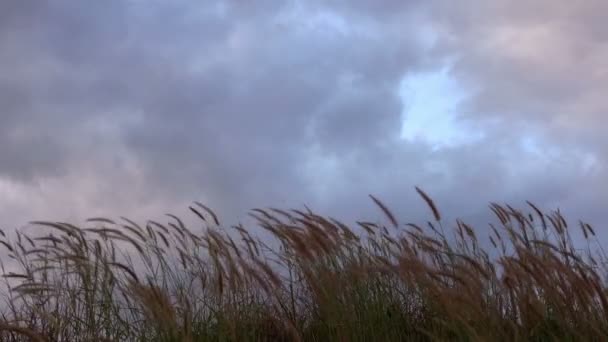 Lento Movimiento Flores Hierba Sopladas Por Viento Día Nublado — Vídeo de stock