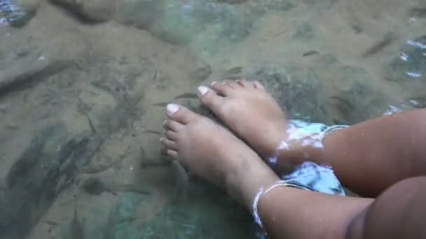 自然のスパ 自然に生きている魚は 足の上に死んだ断片を食べるために来て — ストック動画
