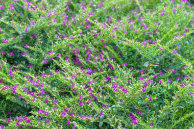 Menekşe süs bitkiler Bahçe için yetiştirilen.