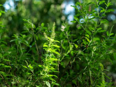 Kutsal Basil veya Sacred Basil bir sebze bahçedir. Bir baharat aşçı, baharatlı tat olarak popüler